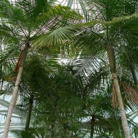 Im Gewächshaus vom Botanischen Garten in Curitiba