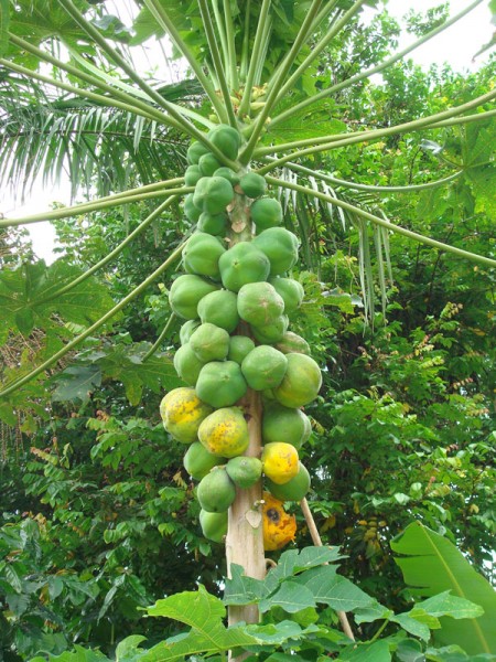 alguma fruta