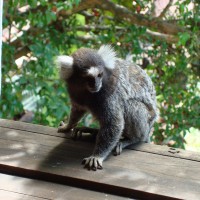 macaquinho na janela