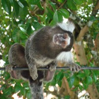 macaquinho