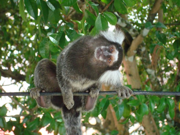 macaquinho